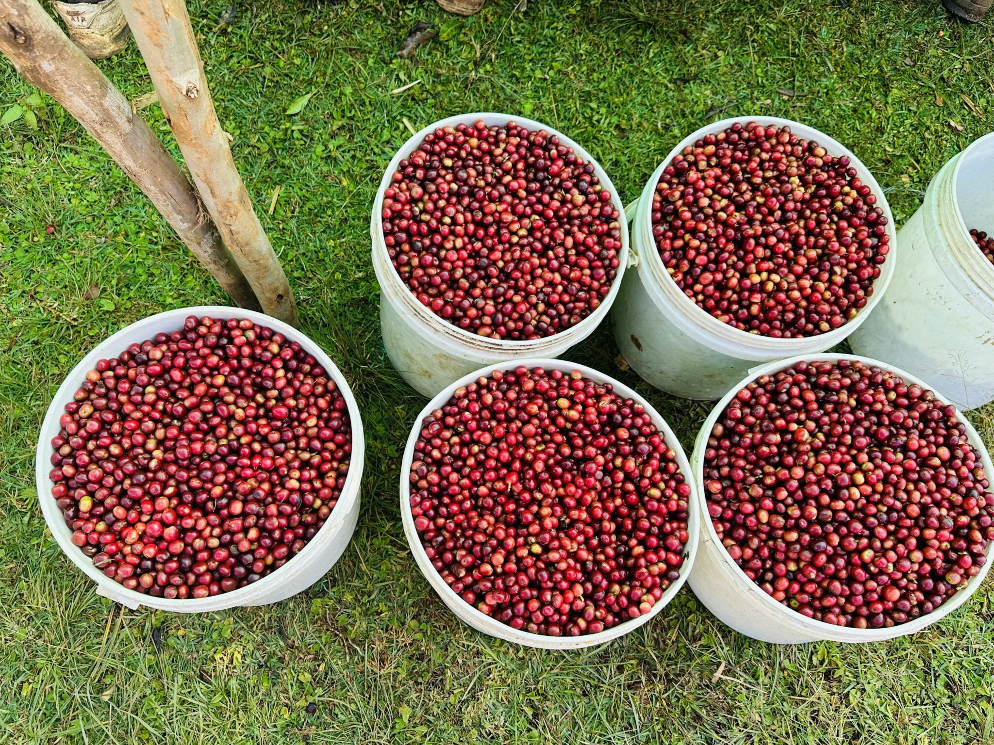 Yirgacheffe Coffee