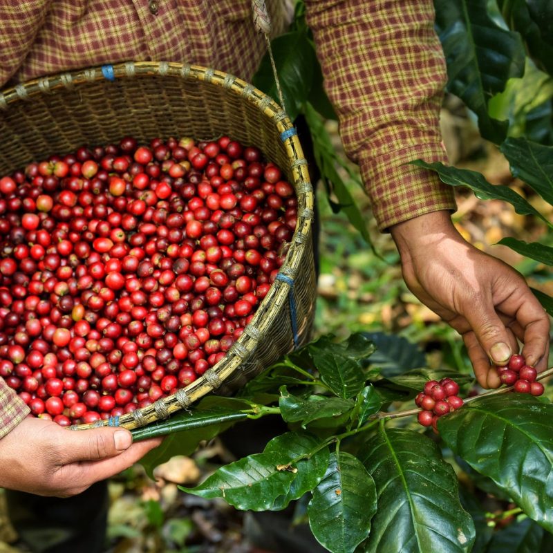 Coffee_Farm_AdobeStock_190994633_1800x